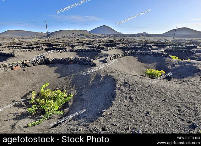 Spain, Canary Islands, Tias, Volcanic vineyard on Lanzarote island