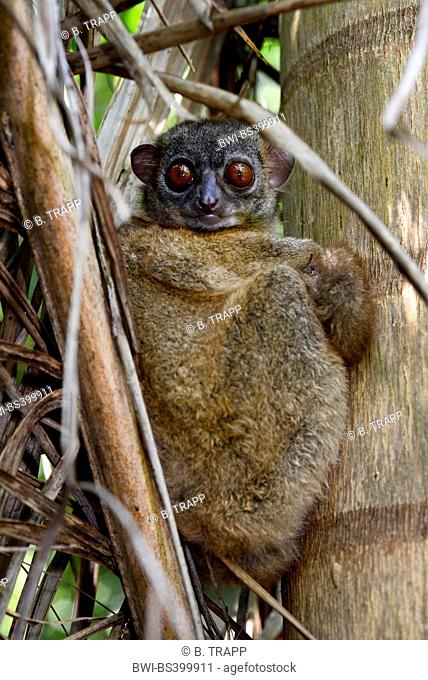 Grey-backed sportive lemur, Gray's sportive lemur, back-striped sportive lemur (Lepilemur dorsalis), sits in a branch fork, Madagascar, Nosy Be, Lokobe Reserva