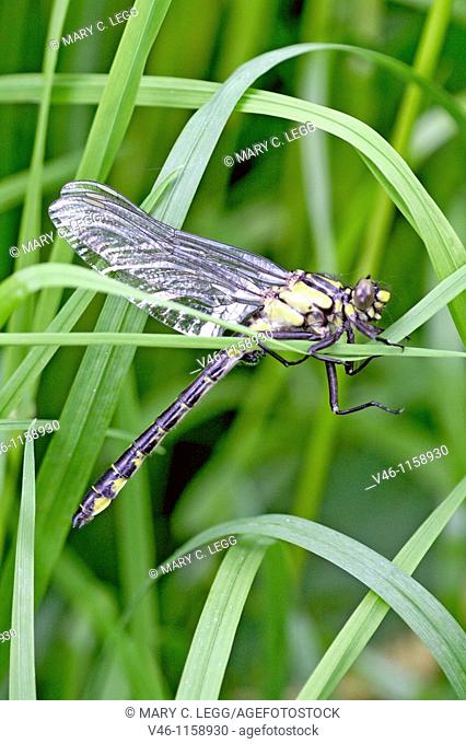Newly emerged male Common Clubtail, Gomphus vulgatissimus clings to marsh grass in dense undergrowth  Body has colored with distinctive yellow and black...