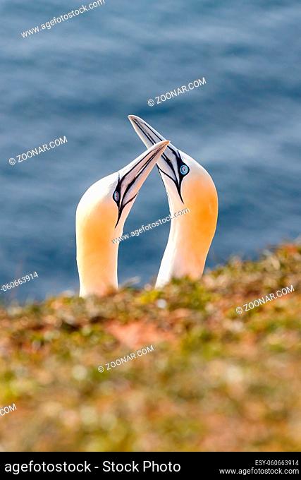 Northern gannet, Sula bassana, detail head portrait of beautiful sea bird, sitting on the rock with blue sea water in the background, Helgoland island, Germany