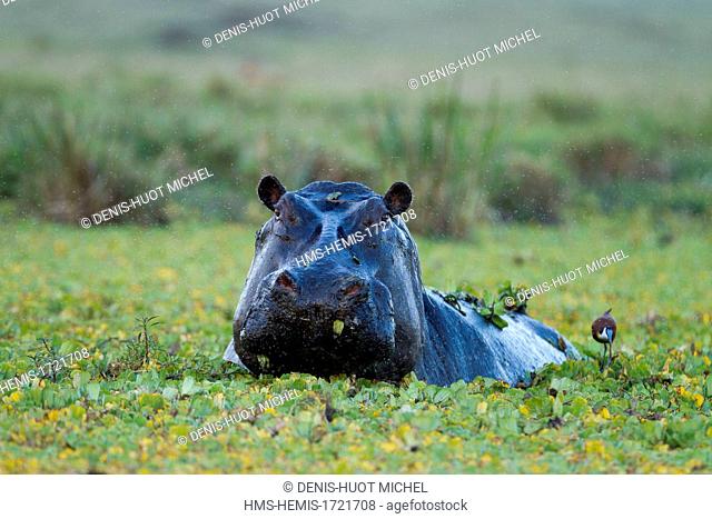 Kenya, Masai-Mara game reserve, Hippopotamus (Hippopotamus amphibius), male in a pound during the rains