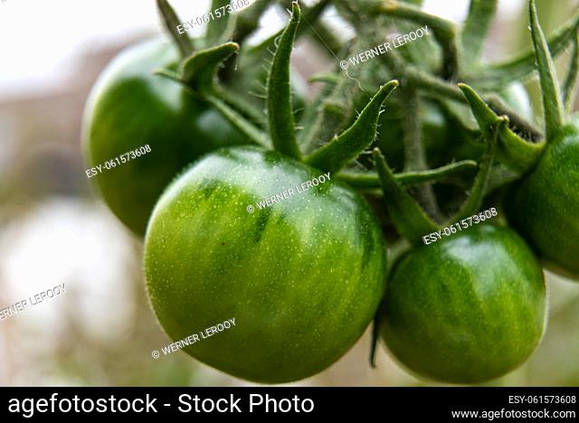 Macro photo of green, unripe bunch of cherry tomatoes, Belgium