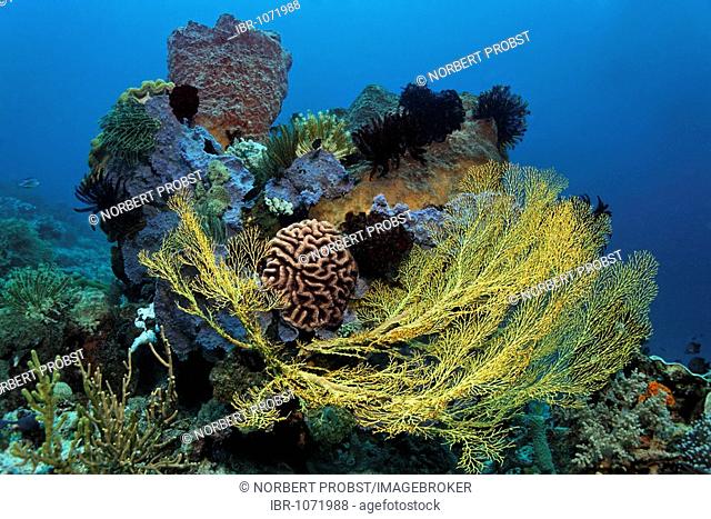 Reef block with sea fans, sponges and feather stars, Gangga Island, Bangka Islands, North Sulawesi, Indonesia, Molucca Sea, Pacific, Asia