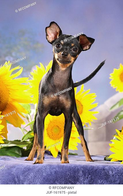 Russian Toy Terrier dog - standing