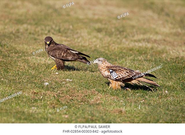 Red Kite Milvus milvus juvenile, with wing tags, with Common Buzzard Buteo buteo on ground at feeding station, Gigrin Farm, Powys, Wales, march