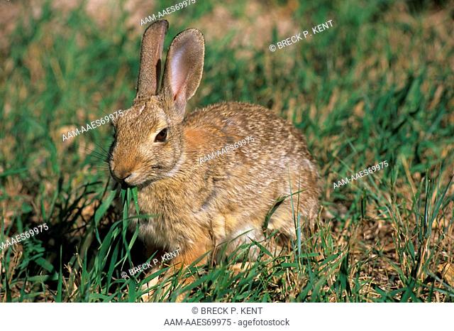 Eastern Cottontail Rabbit eating Grass (Sylvilagus floridans), Wyoming