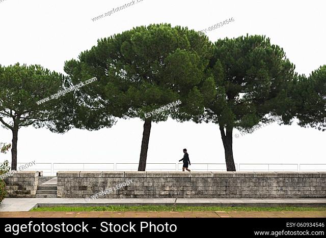 Lisbon, Portugal: Man in shorts walking over the seaside pedestrian walk between trees during foggy weather