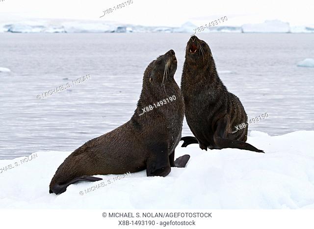 Adult male Antarctic fur seal Arctocephalus gazella hauled out on ice near Brown Bluff, Antarctica, Southern Ocean  MORE INFO Around 95 of the world population...