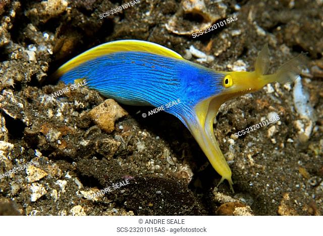 Ribbon eel, Rhinomuraena quaesita, Atlantis house reef, Dumaguete, Negros Island, Philippines