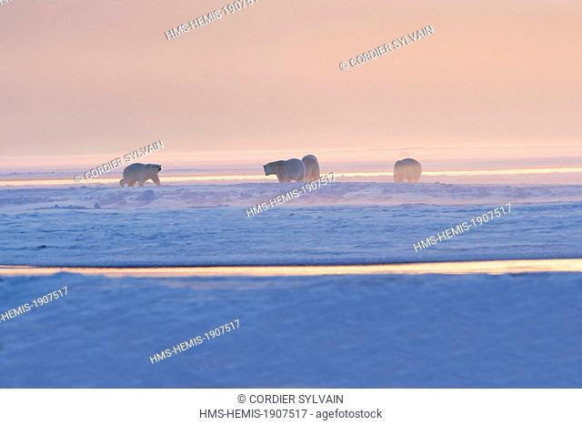 United States, Alaska, Arctic National Wildlife Refuge, Kaktovik, Polar Bear (Ursus maritimus), one femalewith 2 youngs and an another adult female together