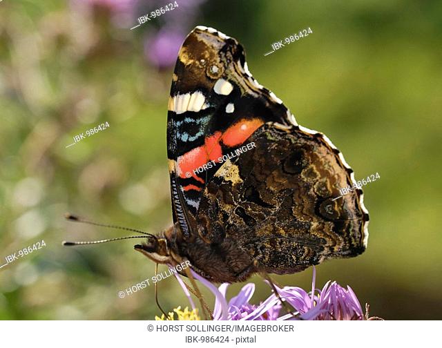 Red Admiral (Vanessa atalanta) drinking nectar from the violet blossom of an aromatic aster (Aster oblongifolius)