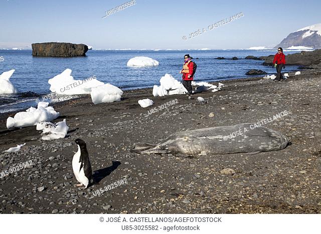 Antarctica. Two tourists approaching Weddell seal (Leptonychotes weddelli) and Adelie penguin (Pygoscelis adeliae) on the rocky beach of Brown Bluff