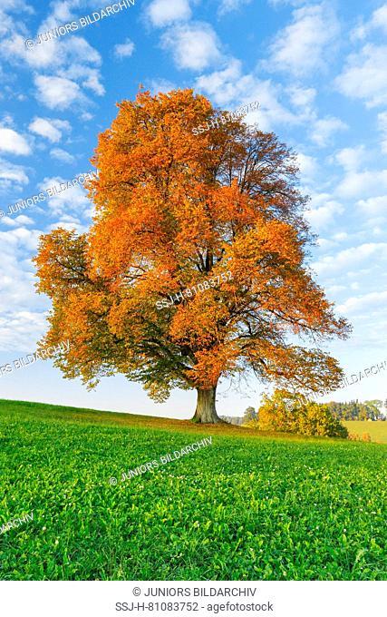 Linden (Tilia sp.). Single tree in autumn. Switzerland