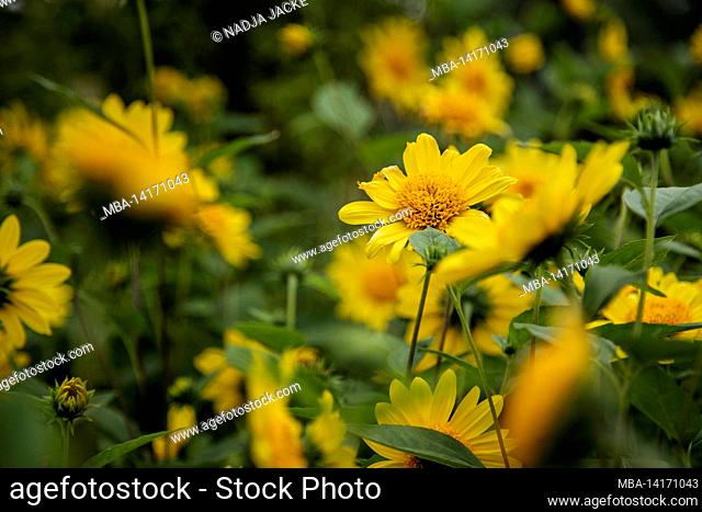 perennial sunflower
