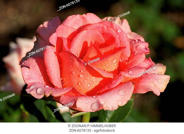 Hybrid rose