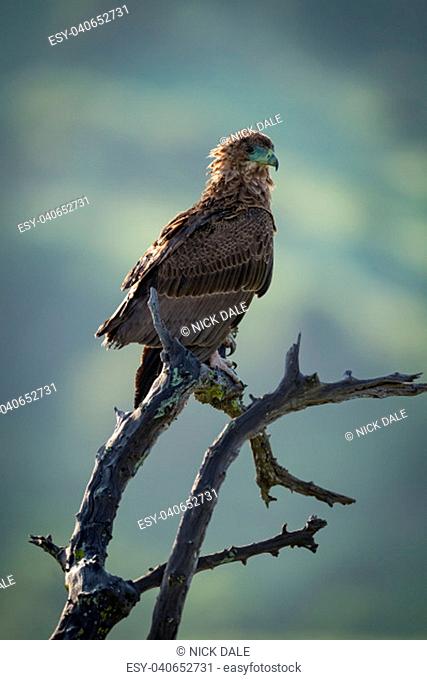 Tawny eagle on dead branch facing right