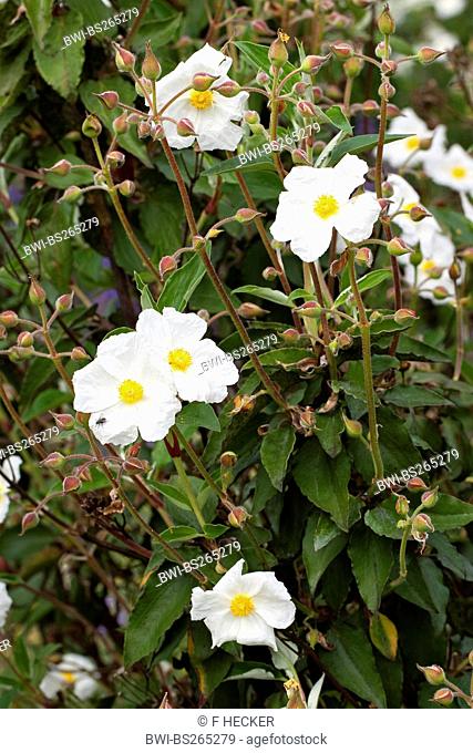 laurel-leaved rock rose Cistus laurifolius, blooming