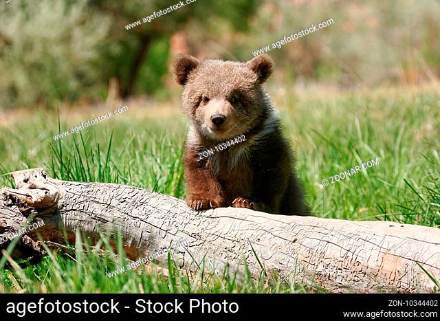 Grizzly bear cub (Ursus arctos) sitting on the log in green grass