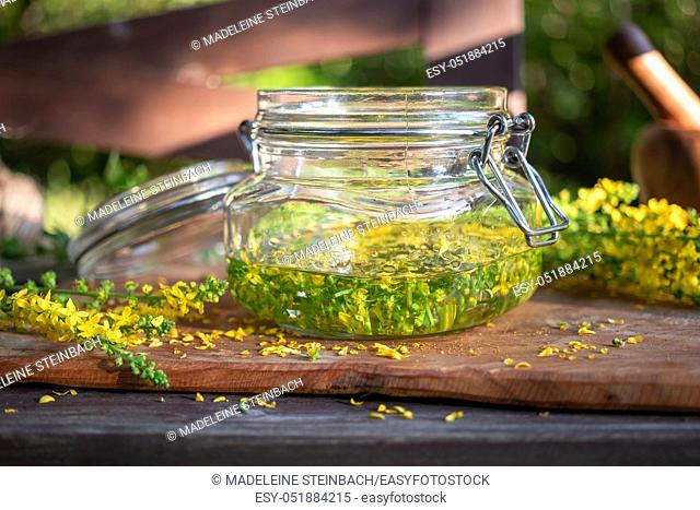 Preparation of herbal tincture from fresh agrimony flowers, outdoors