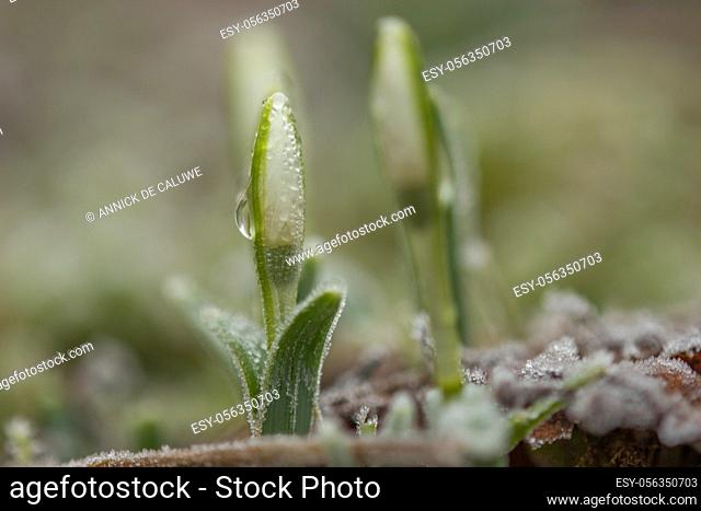 Galanthis nivalis, snowdrop flowers, springtime