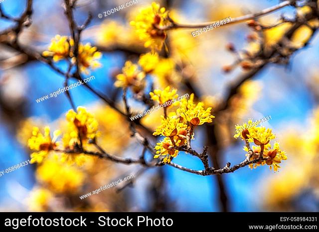 Cornus Officinalis or also called Sansuyu or Sanshuyu in Korean blossoming in early spring