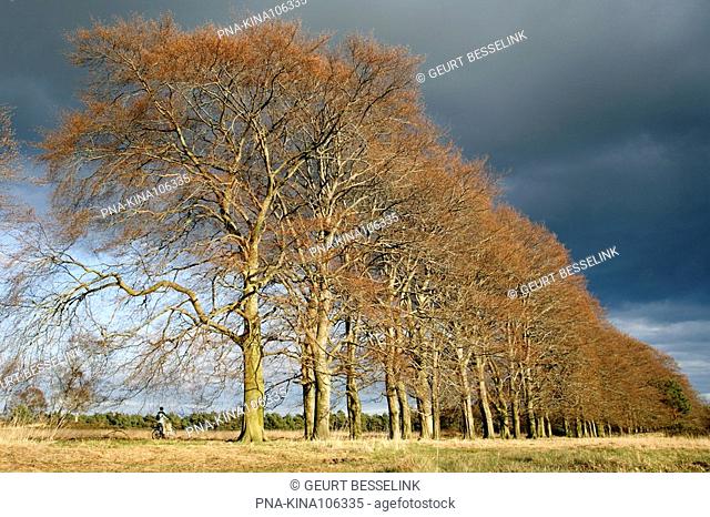 Beech Fagus sylvatica - National Park De Hoge Veluwe, Guelders, The Netherlands, Holland, Europe