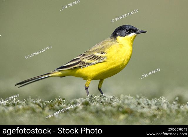 Yellow Wagtail (Motacilla flava feldegg), side view of an adult male standing on the ground, Campania, Italy