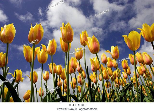 common garden tulip (Tulipa gesneriana), flowers against cloudy sky, Netherlands, Sint Maartensbrug