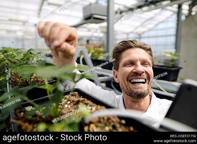 Close-up of cheerful businessman touching plant in greenhouse