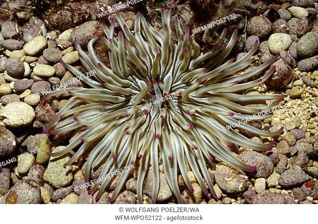 Mediterranean Sea Anemone, Condylactis aurantiaca, Istria, Adriatic Sea, Croatia