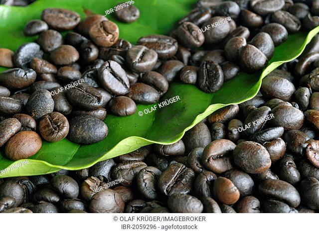 Coffee beans on leaf of the coffee plant, Idukki, Kerala, South India, India