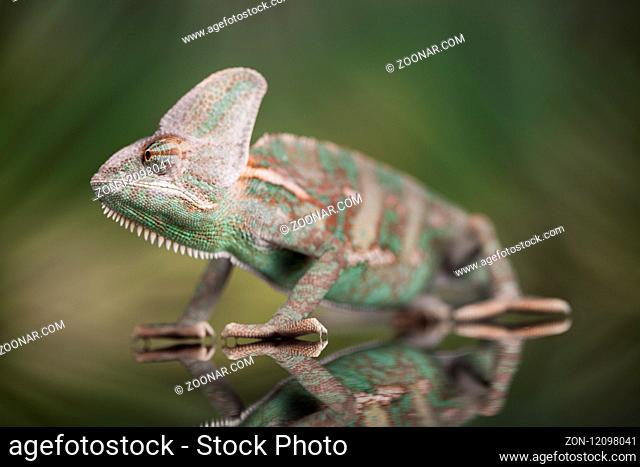 Chameleon, lizard on green background