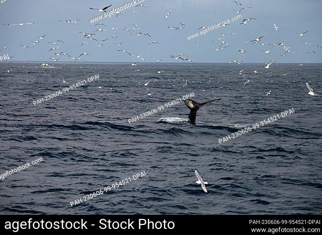 FILED - 17 April 2023, Iceland, Olafsvik: A humpback whale dives near Olafsvik. Seagulls circle above him. Photo: Steffen Trumpf/dpa