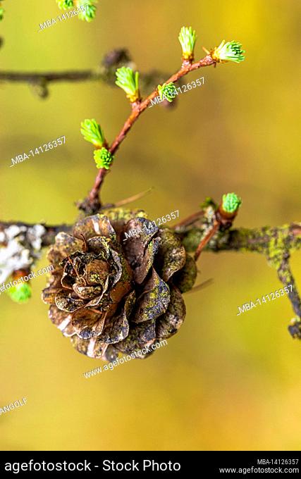 larch cones, forest still life, nature in detail
