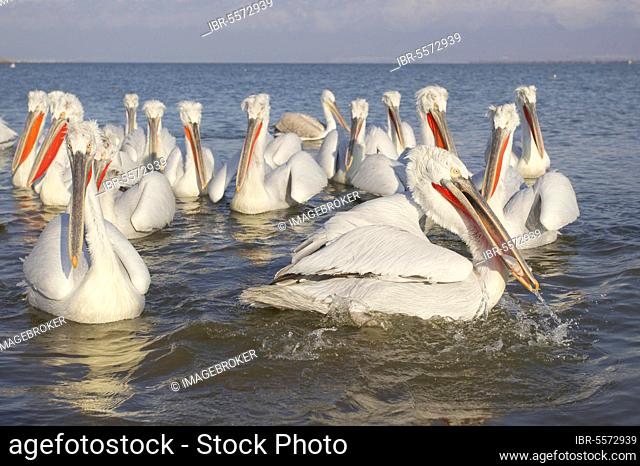 Adult dalmatian pelican (Pelecanus crispus), flock competing for fish discarded by fishermen, Lake Kerkini, Macedonia, Greece, Europe