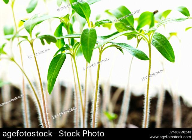 Green Sprout Growing From Seed On Dark Black Soil Background. Spring Concept Of New Life