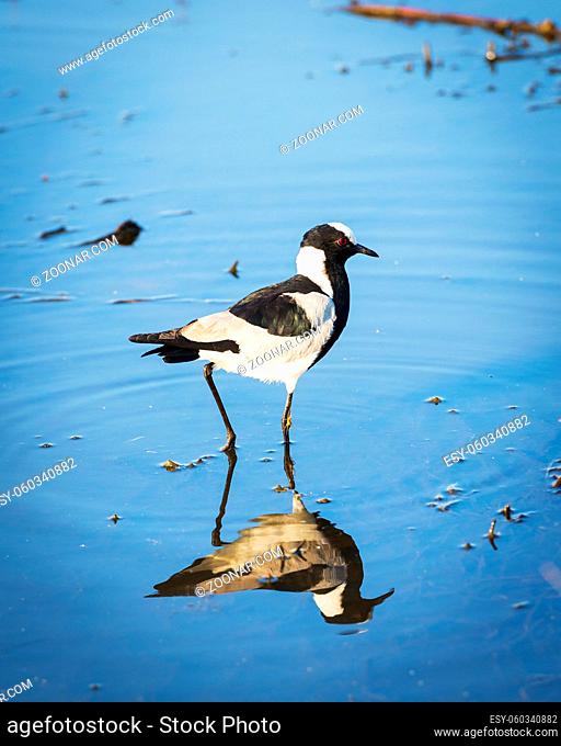 African Pied Wagtail bird walking on the water on the Chobe River, Botswana, Africa