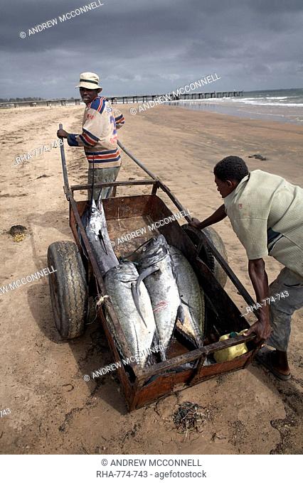 Fishermen with their catch, Malindi, Kenya, East Africa, Africa
