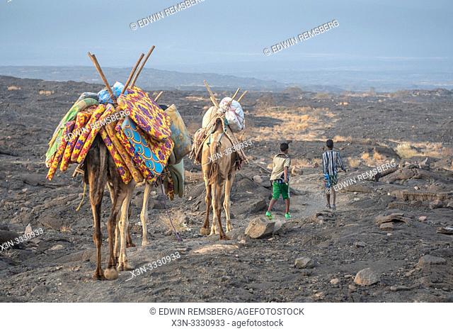 A caravan of camels and tourists traversing the barren volcanic landscape surrounding the Erta Ale Volcano in the Afar Region of Ethiopia