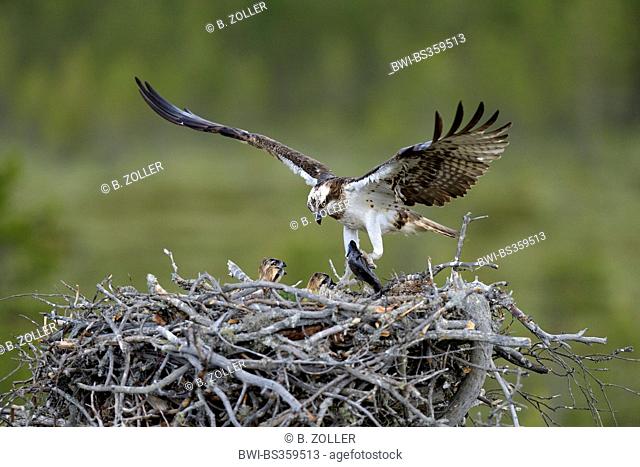 osprey, fish hawk (Pandion haliaetus), female on the nest with prey, Finland