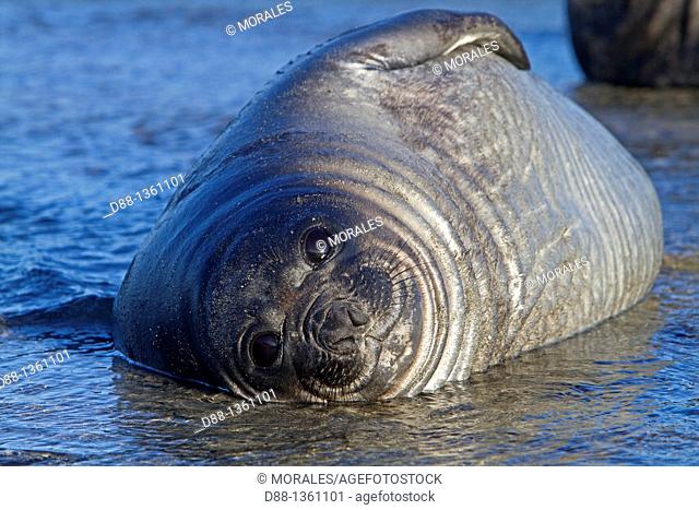 Falkland Islands , Sea LIon island , Southern Elephant Seal Mirounga leonina , baby