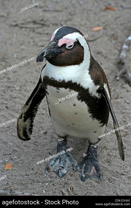 Brillenpinguin, Südafrika, Afrika, südliches Afrika, Bettys Bay, Spheniscus demersus, jackass penguin, South Africa, Southern Africa...