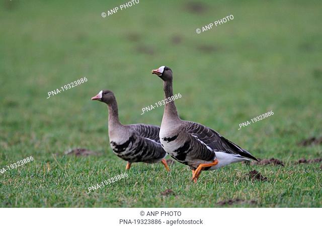 White-fronted goose Anser albifrons - Lower Rhine, Niederrhein, North Rhine-Westphalia, Nordrhein-Westfalen, Germany, Europe