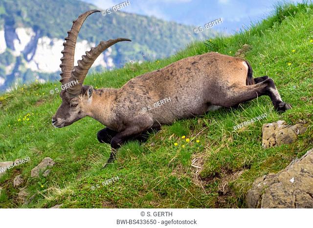 Alpine ibex (Capra ibex, Capra ibex ibex), glides down an alpine meadow on its belly, Switzerland, Alpstein, Saentis