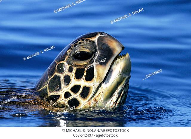 Adult Green Sea Turtle (Chelonia mydas) surfacing (head detail) off the coast of Maui, Hawaii, USA. Paific Ocean