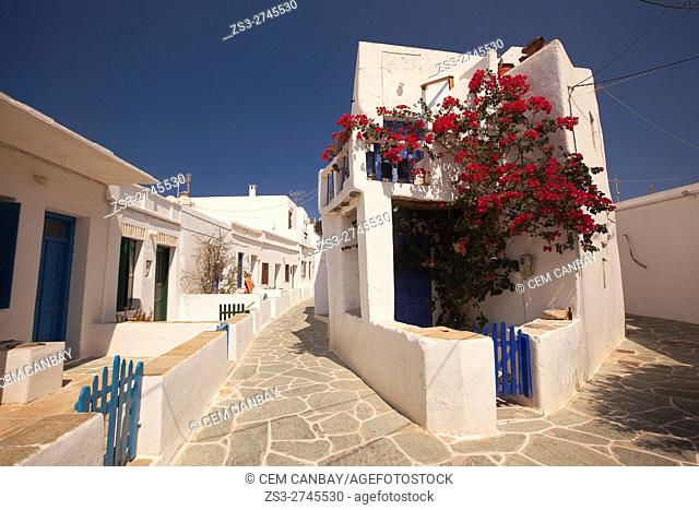 Whitewashed houses decorated with bougainvilleas in the old town Chora, Folegandros, Cyclades Islands, Greek Islands, Greece, Europe
