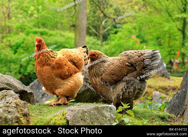 Brahma chicken (Gallus gallus f. domesticus), Hofgeismar, Hesse, Germany, Captive, Europe