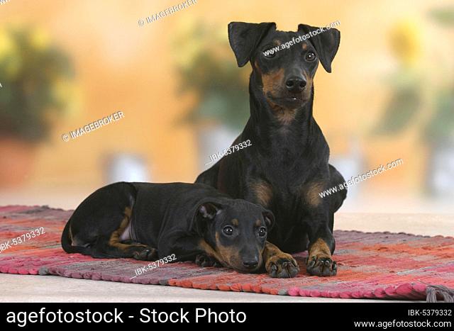 Manchester Terrier with puppy, 8 weeks, detachable