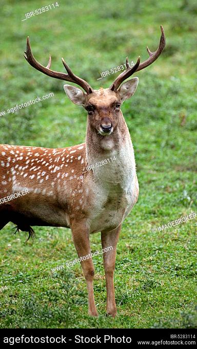 Persian fallow deer, dama mesopotamica, male