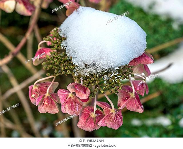 Snow covered Hortensia